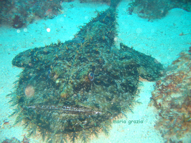 Rana pescatrice - Lophius piscatorius